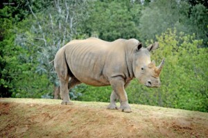 colchester zoo