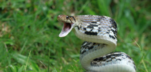 Top zoos and aquariums Asia